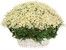 Цветочная композиция из Ромашки в корзине #REPLACE_PRED# Курагино