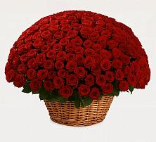 Премиум букет из: Розы в Курагино